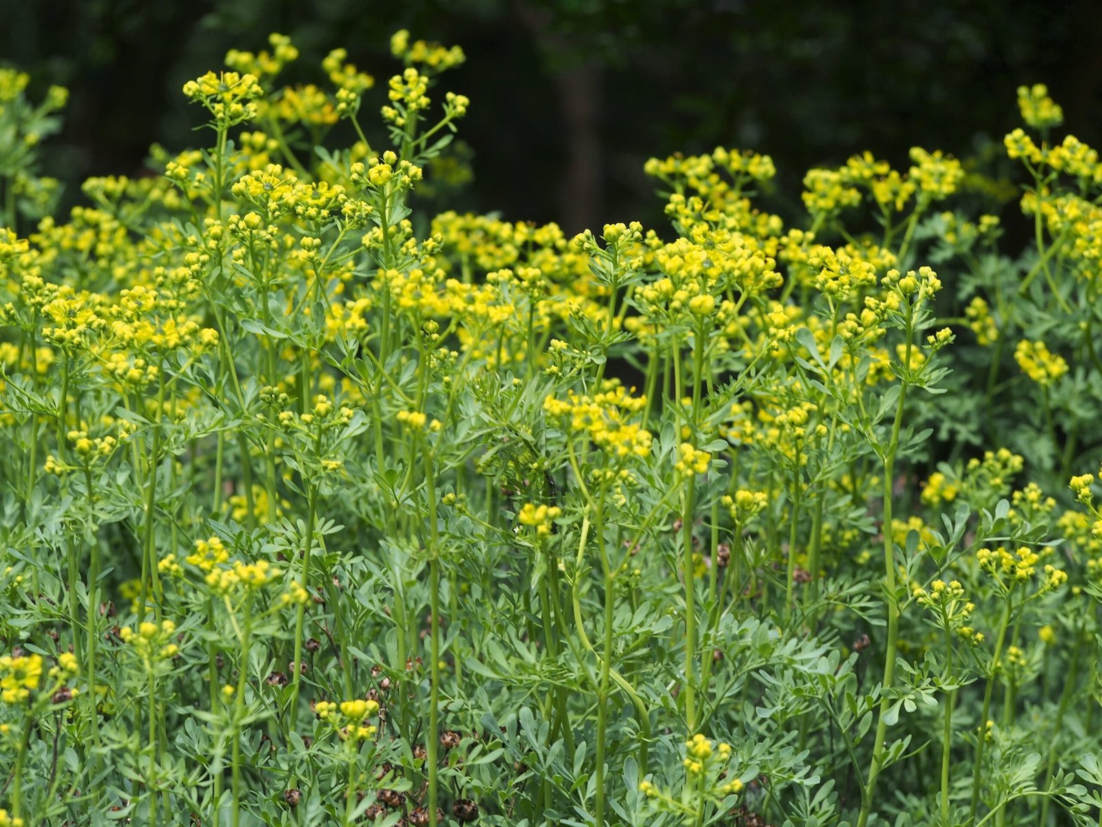 Rue: The Herb of Grace and Regret (image credits: wikimedia)