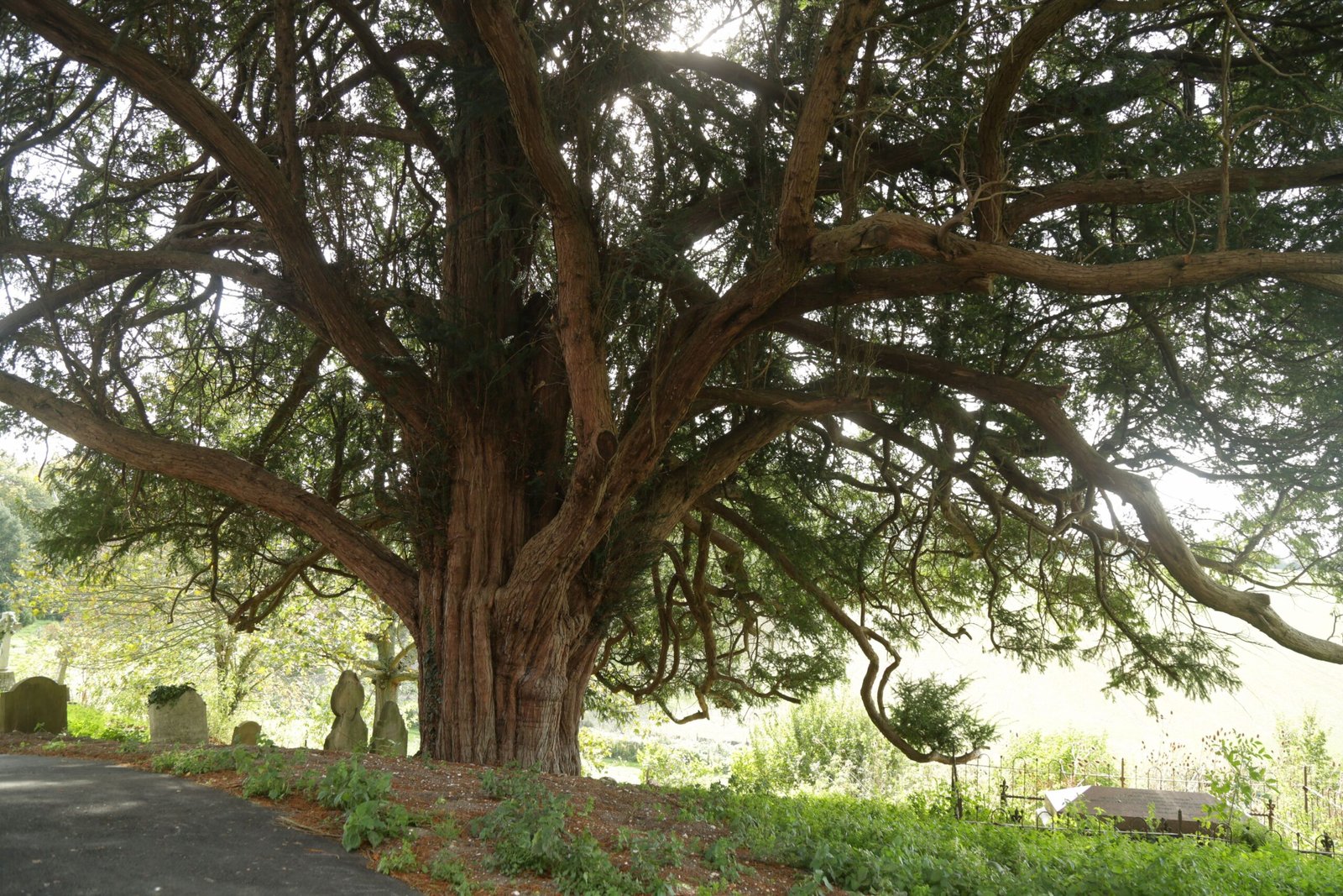 Yew: Death's Evergreen Guardian (image credits: wikimedia)
