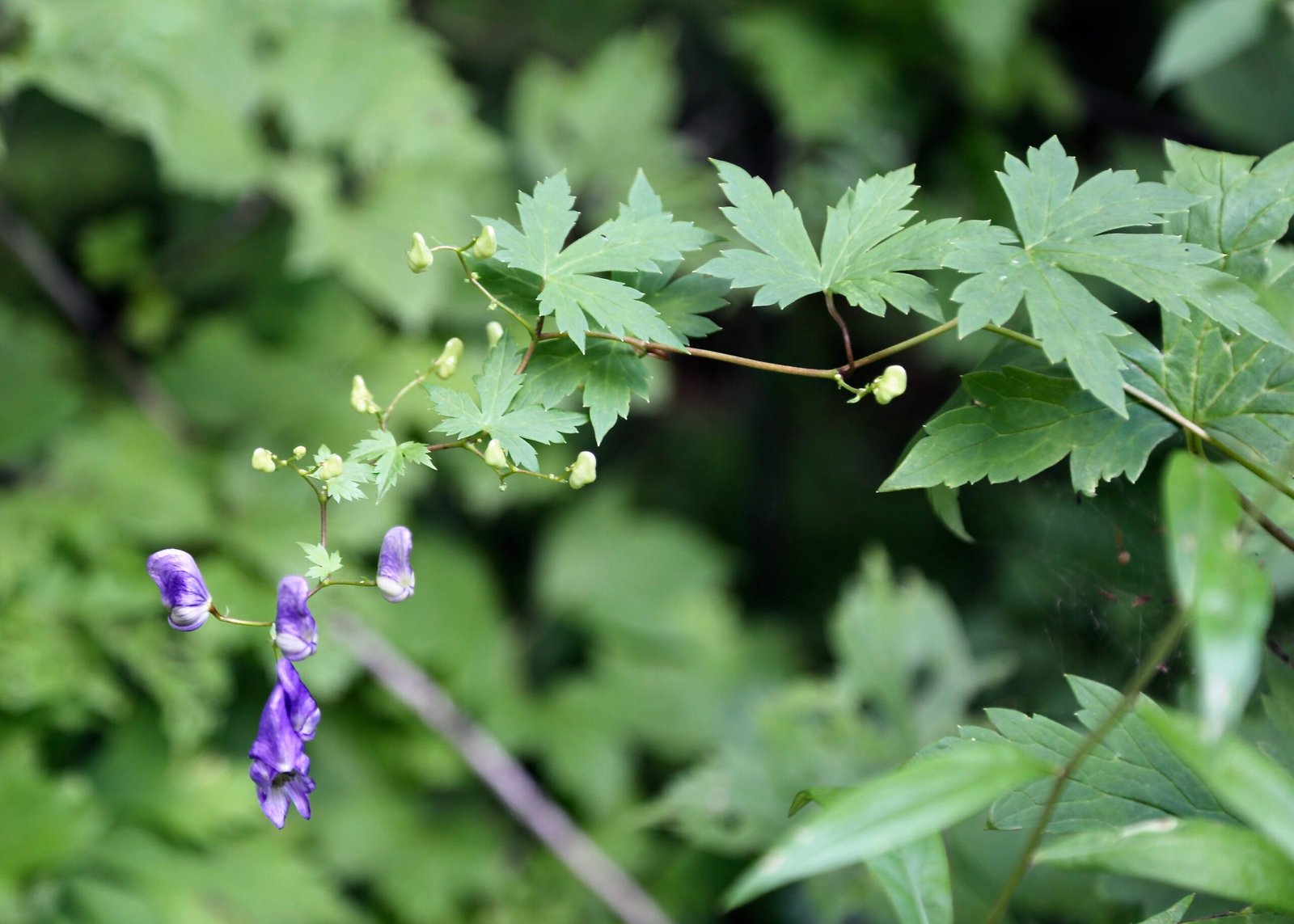 Wolfsbane: The Werewolf's Bane (image credits: wikimedia)