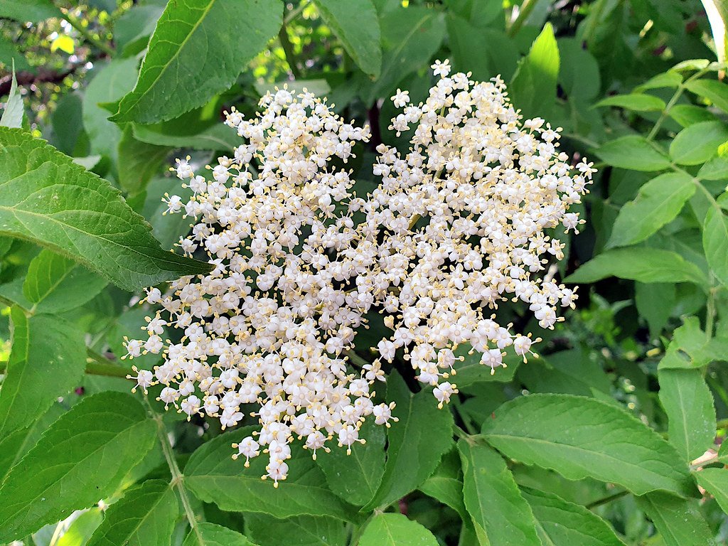 Elder: The Mother Tree's Medicine (image credits: flickr)