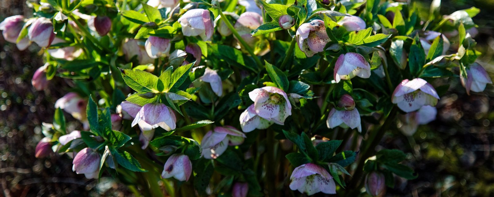 Hellebore: Winter's Dark Bloom (image credits: wikimedia)