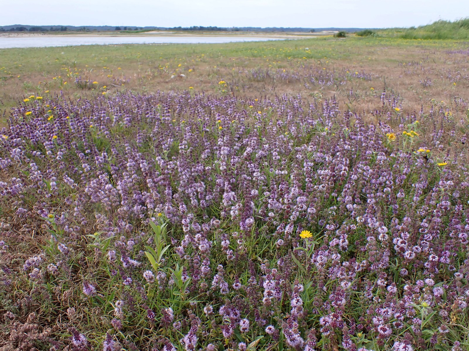 Pennyroyal: The Mint with a Dark Side (image credits: wikimedia)