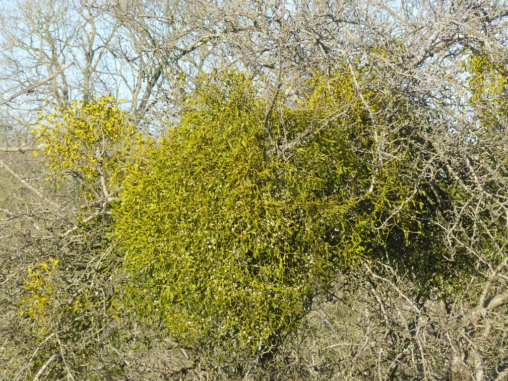 Mistletoe: Love and Death in the Sacred Grove (image credits: flickr)