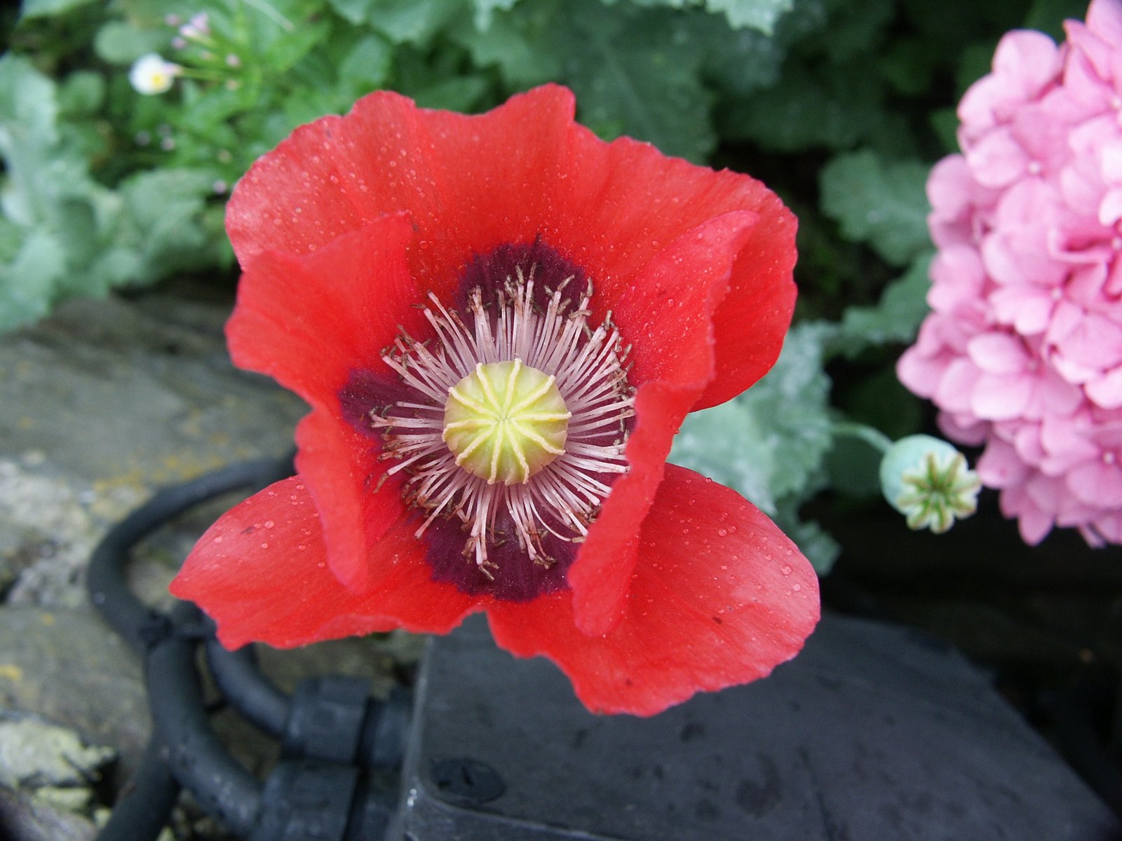 Opium Poppy: Paradise and Perdition (image credits: wikimedia)