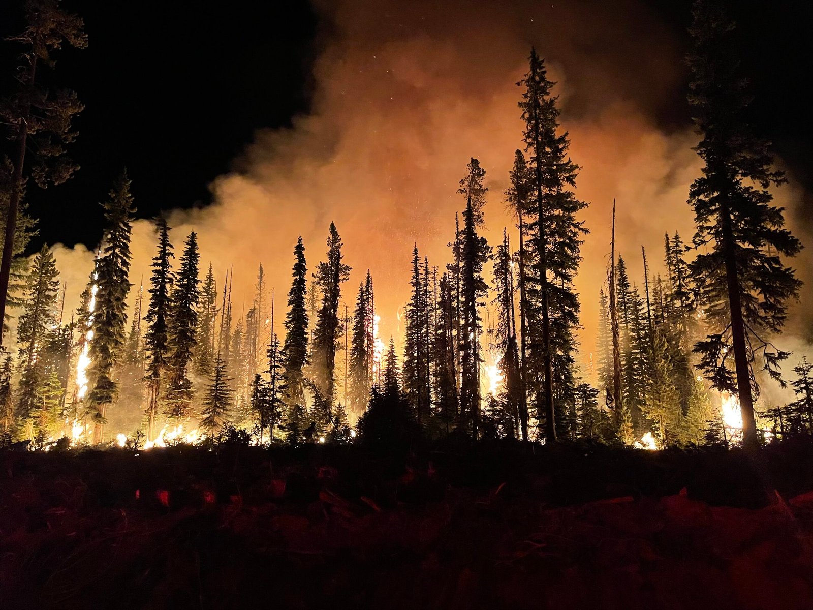 Spontaneous Forest Fires: When Trees Become Their Own Arsonists (image credits: wikimedia)