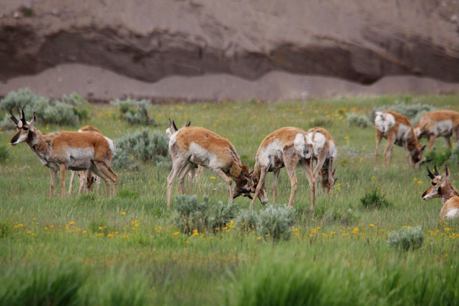 Wildlife Haven in the High Plains (image credits: wikimedia)