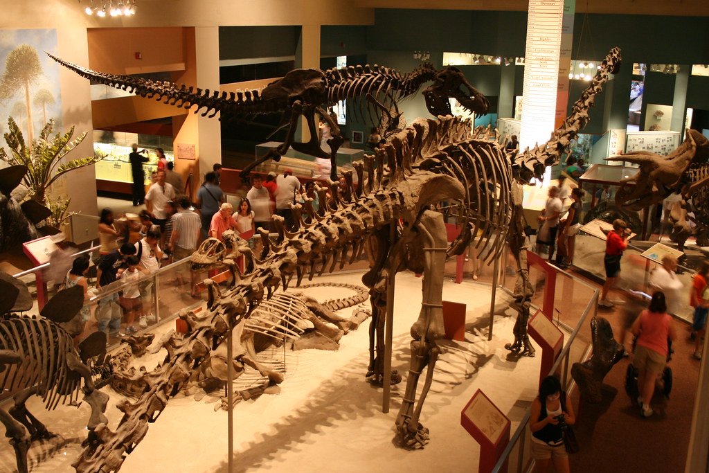 The Longest Dinosaurs Could Stretch Across a Football Field (image credits: flickr)