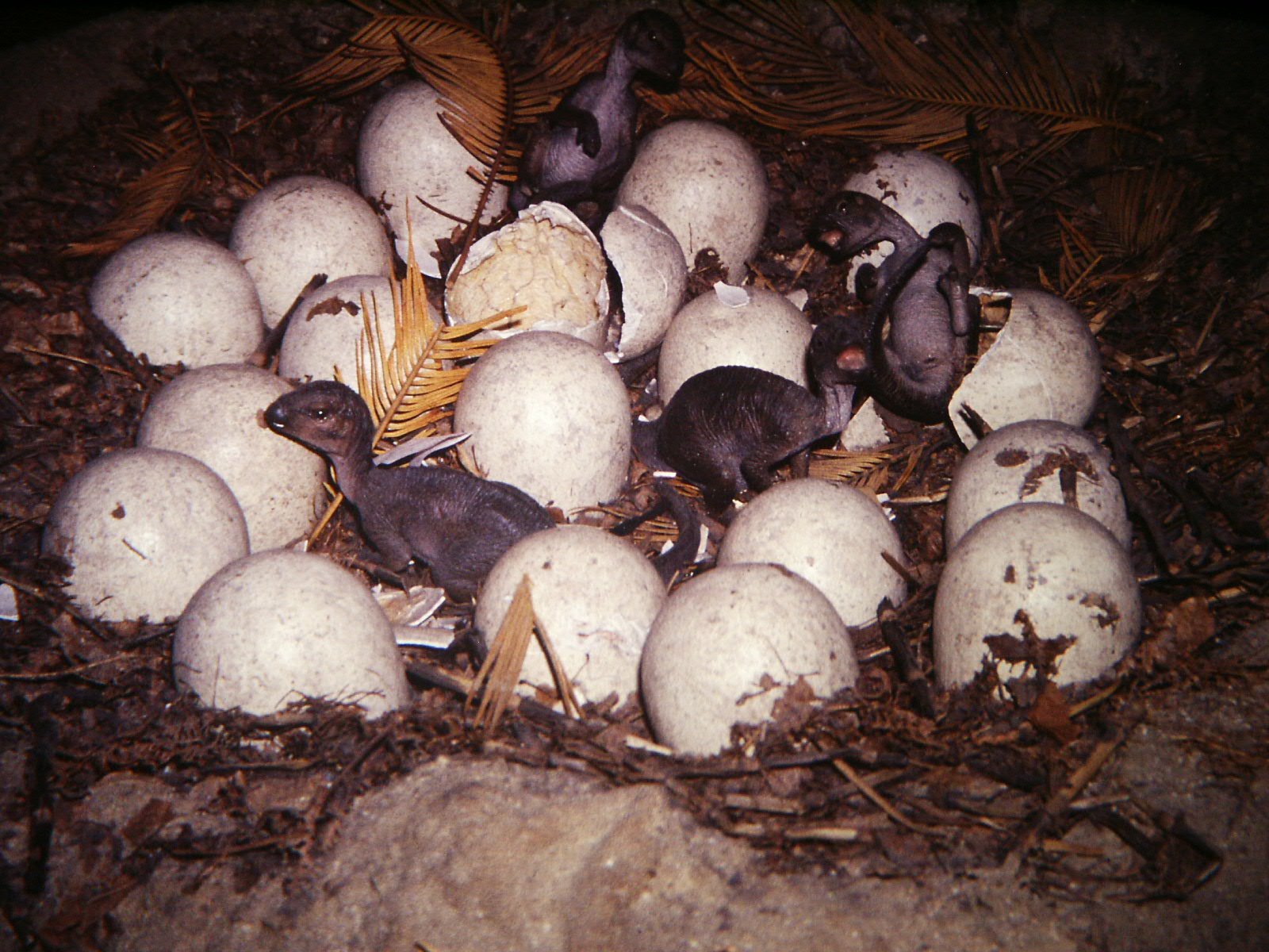 Baby Dinosaurs Started Smaller Than You (image credits: wikimedia)