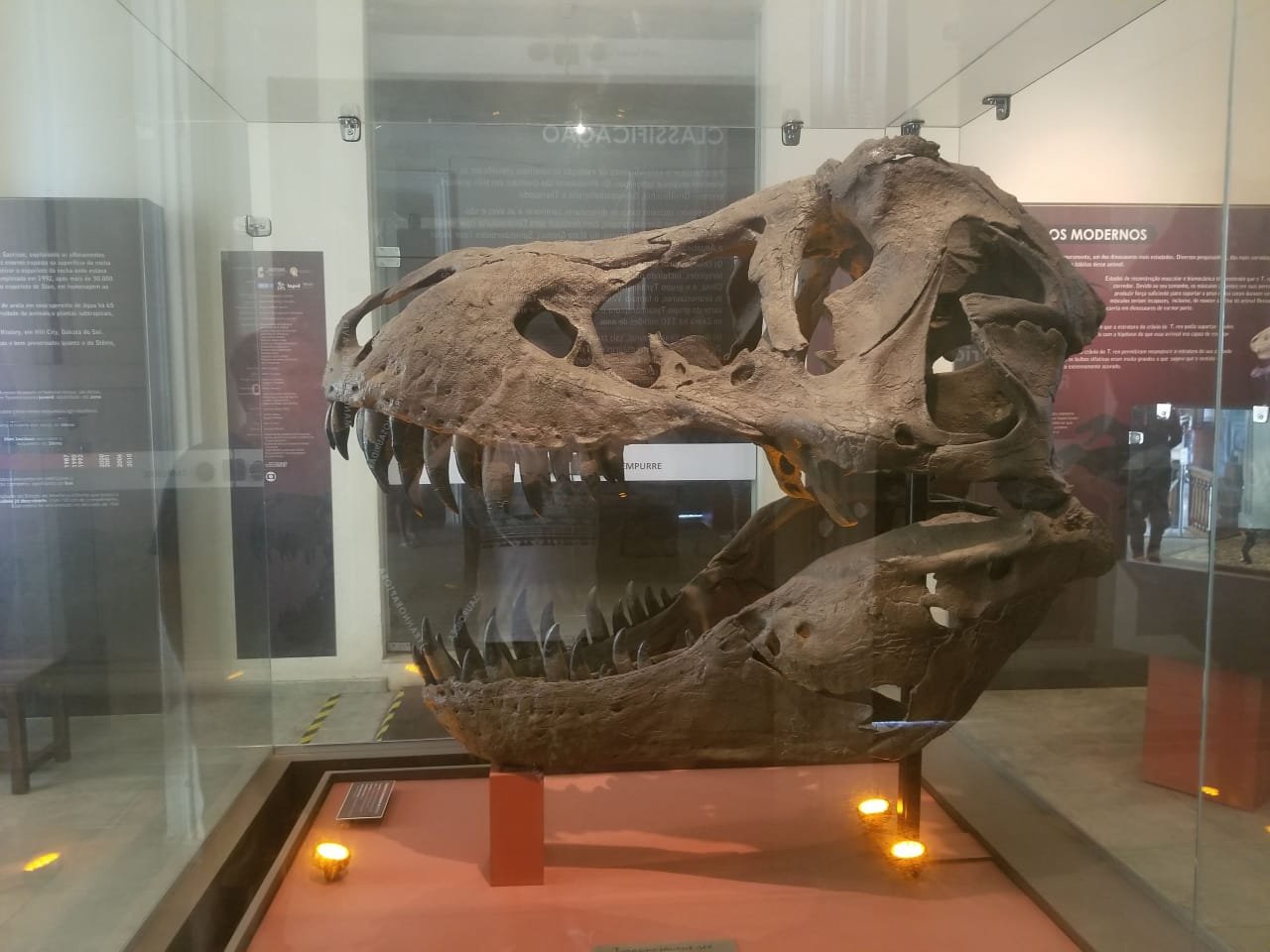 Dinosaur Heads That Were Bigger Than Cars (image credits: wikimedia)