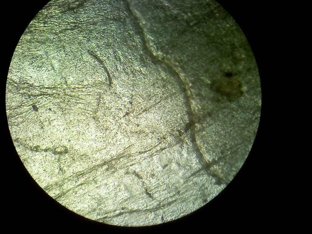 Microorganism Partnerships for Plant Survival (image credits: flickr)