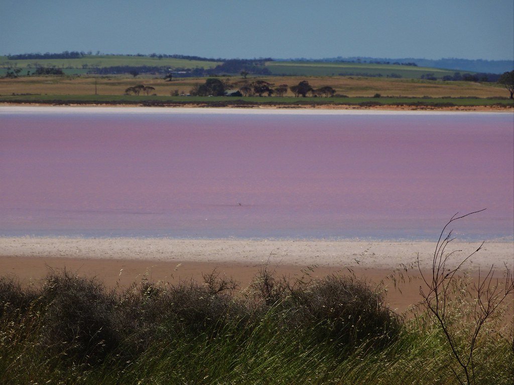 The Role of Climate in Maintaining the Pink Phenomenon (image credits: flickr)