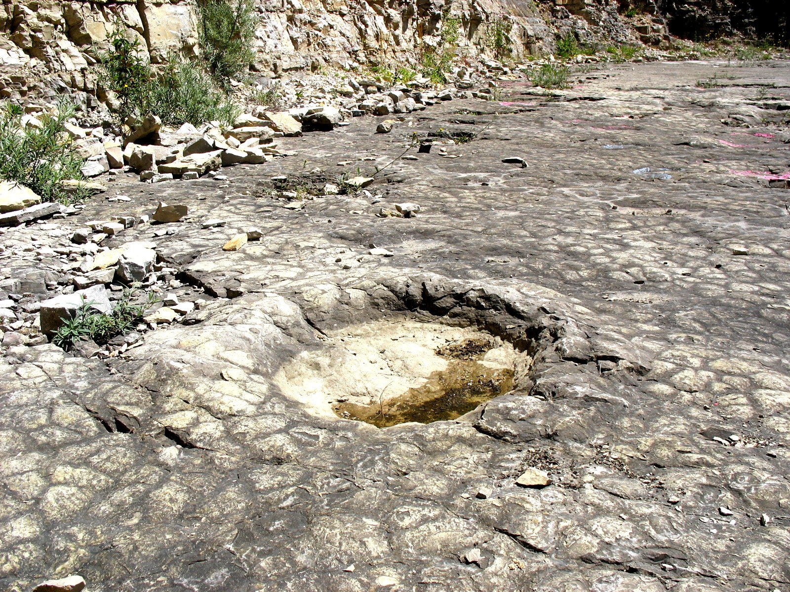 The Sauropod Giants of Ancient Scotland (image credits: wikimedia)