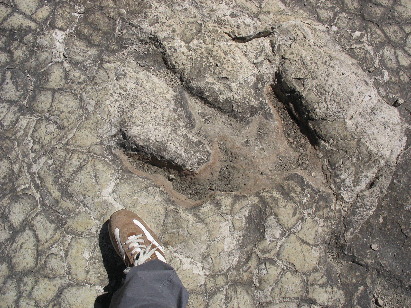 Theropod Predators: Scotland's Ancient Hunters (image credits: wikimedia)