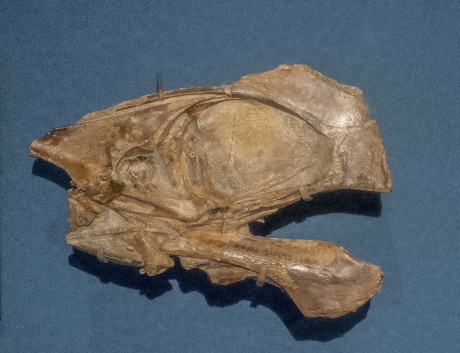 Flying Reptiles: Pterosaurs Over Ancient Skies (image credits: wikimedia)