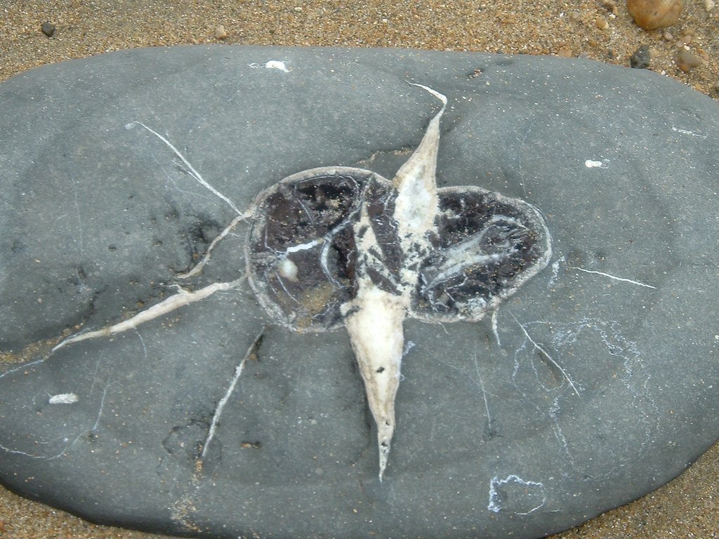 Global Significance of Scottish Fossils (image credits: flickr)