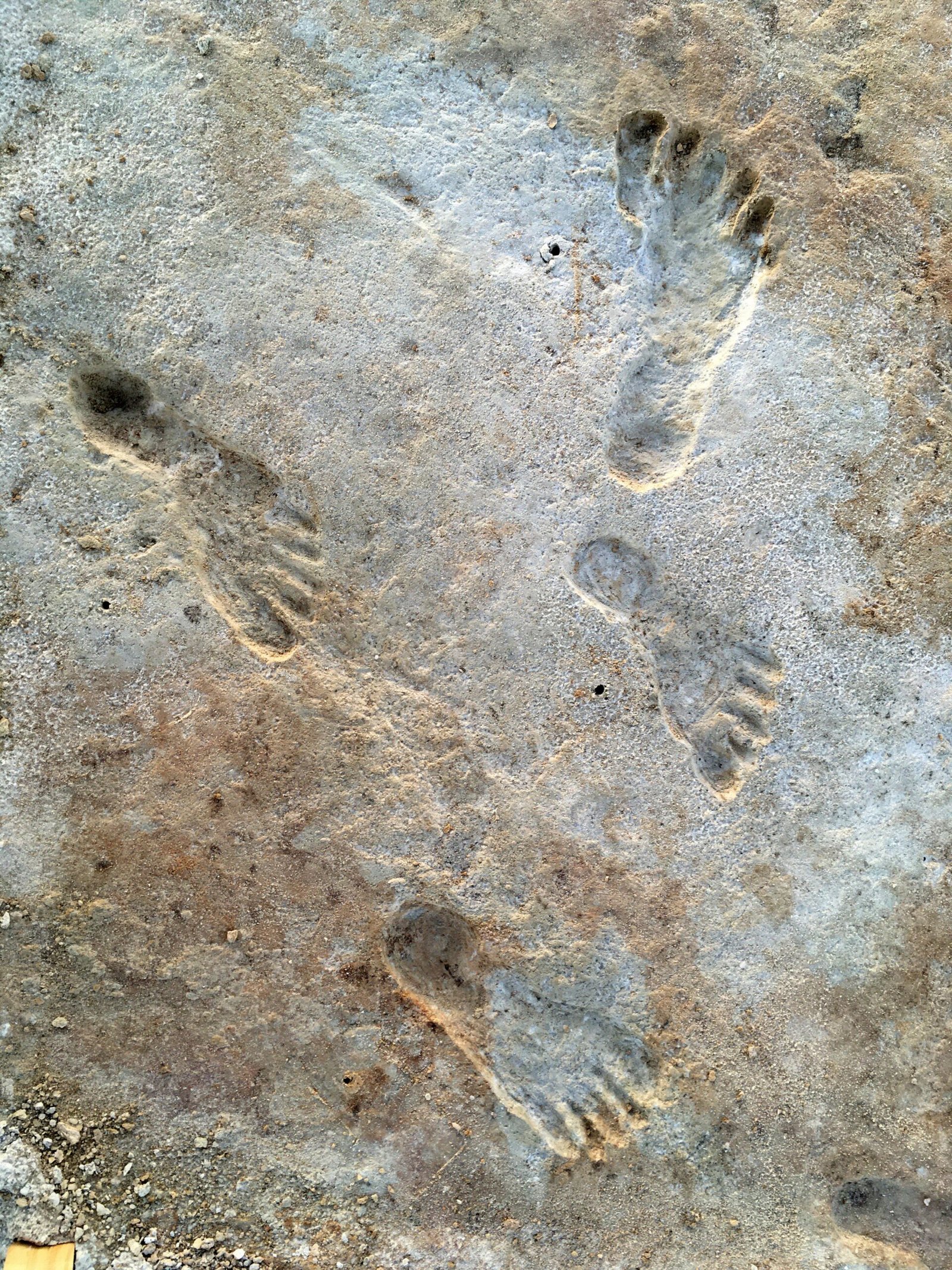 Reading Stories in Stone: What the Footprints Reveal (image credits: NPGallery, Public domain, https://commons.wikimedia.org/w/index.php?curid=135949440)