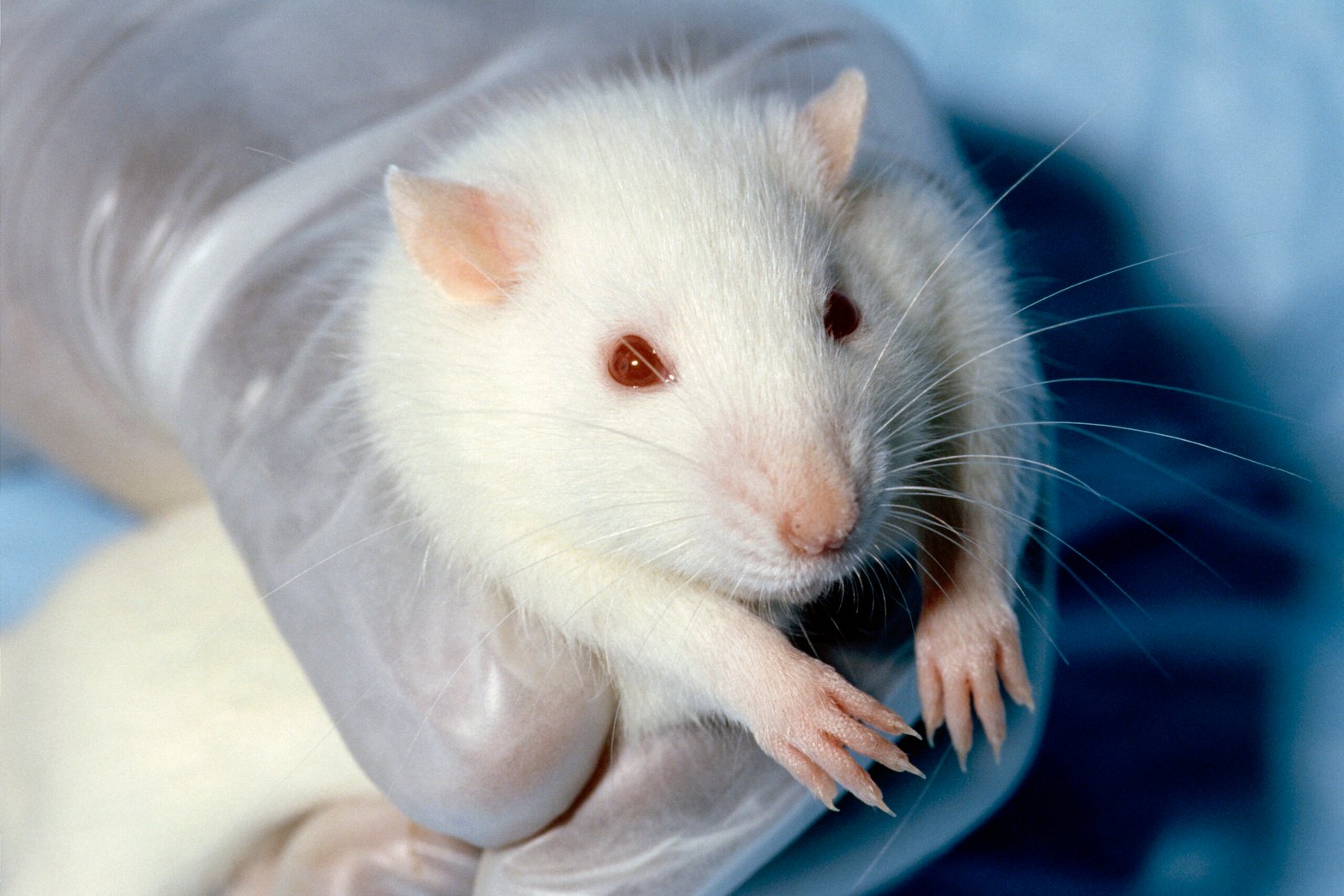 Are Rats Smarter Than We Think? Surprising Studies in Rodent Intelligence
