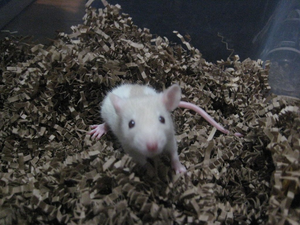 Environmental Engineers: Modifying Their World (image credits: flickr)