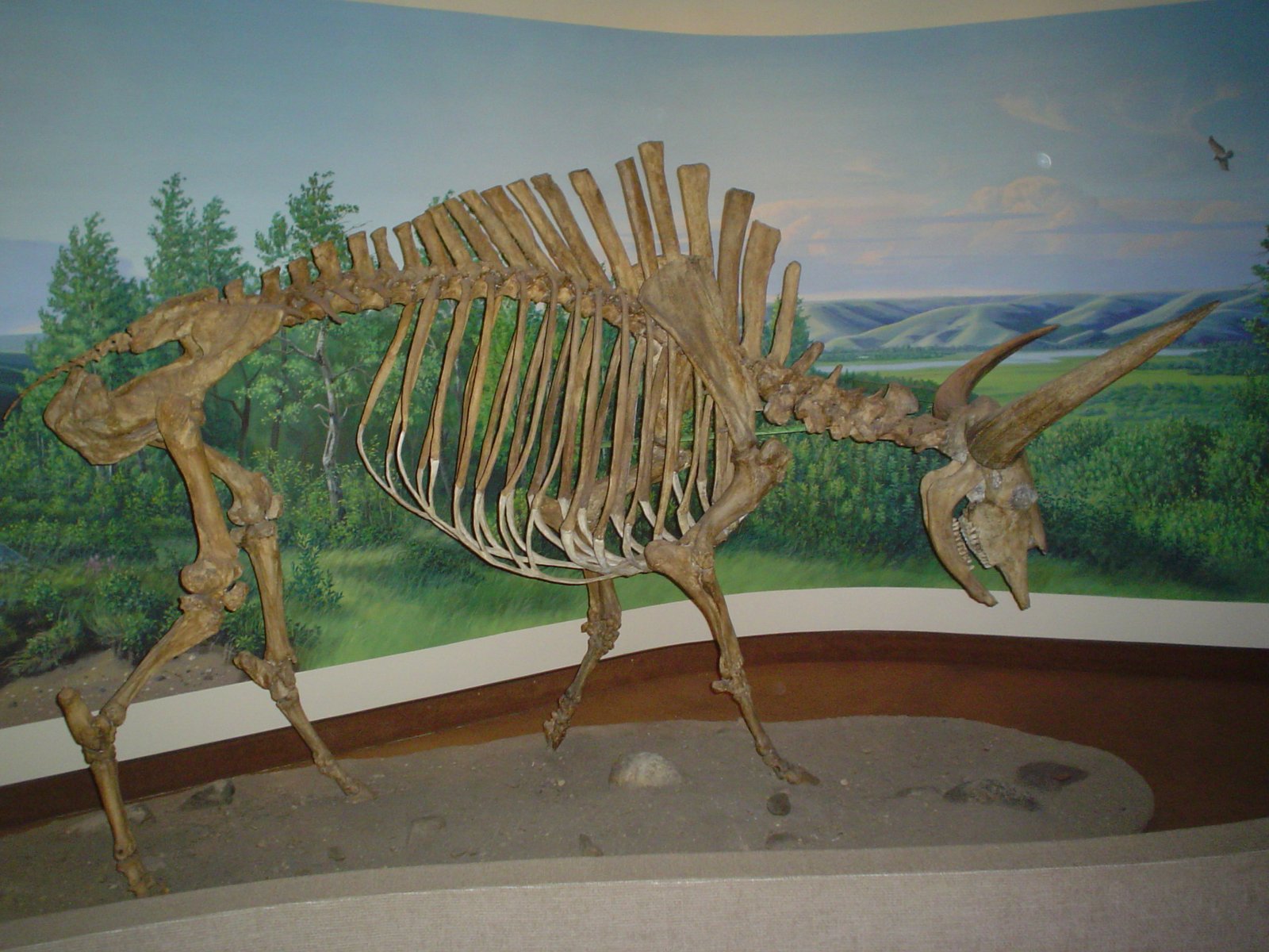 Anomalous Human Remains and Giant Skeletons (image credits: wikimedia)