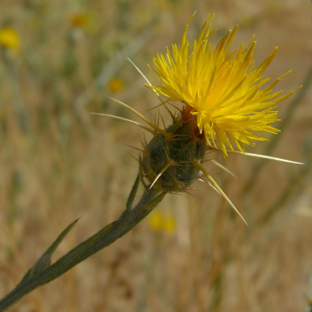 The Golden Menace That Arrived by Accident (image credits: flickr)