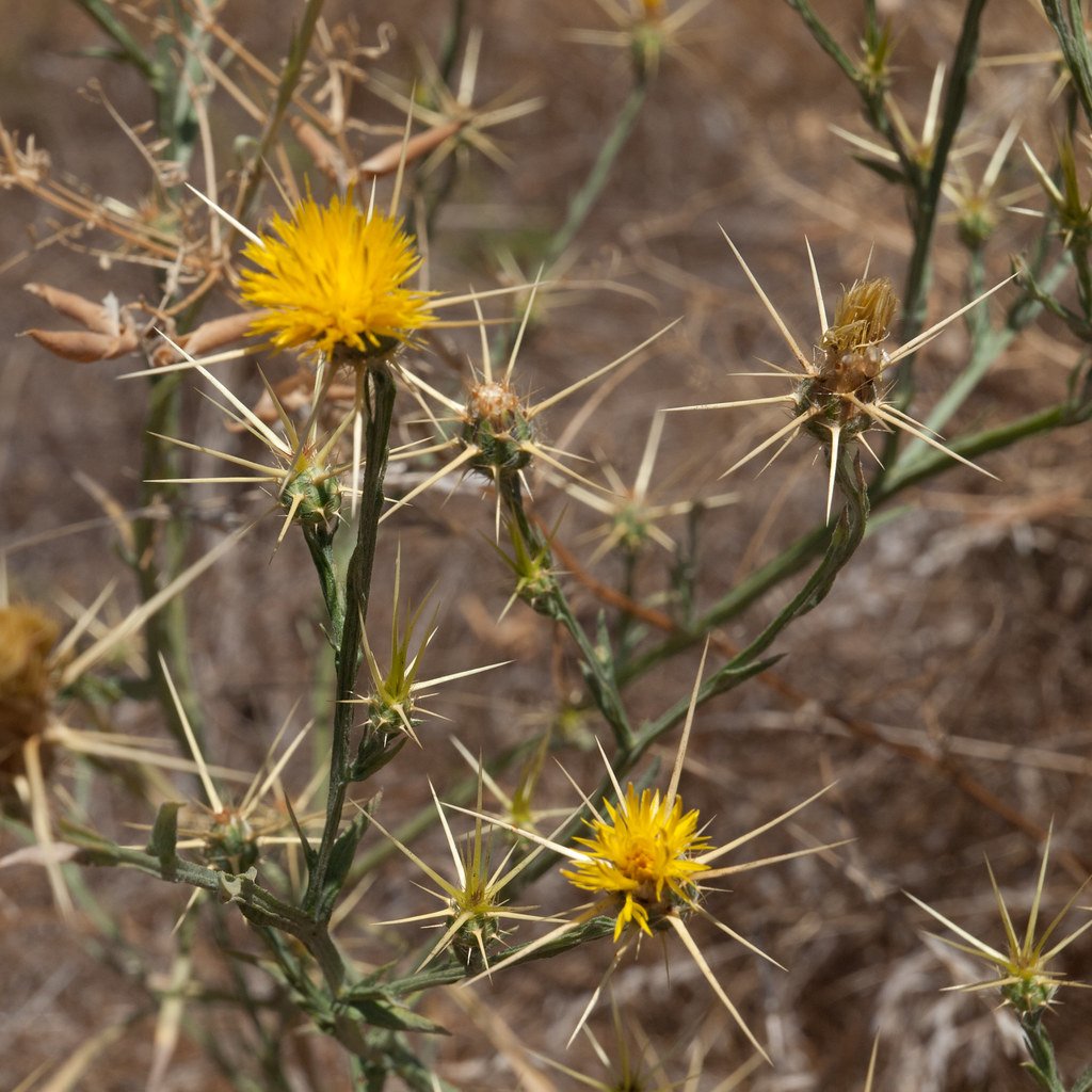 A Botanical Nightmare Built for Conquest (image credits: flickr)