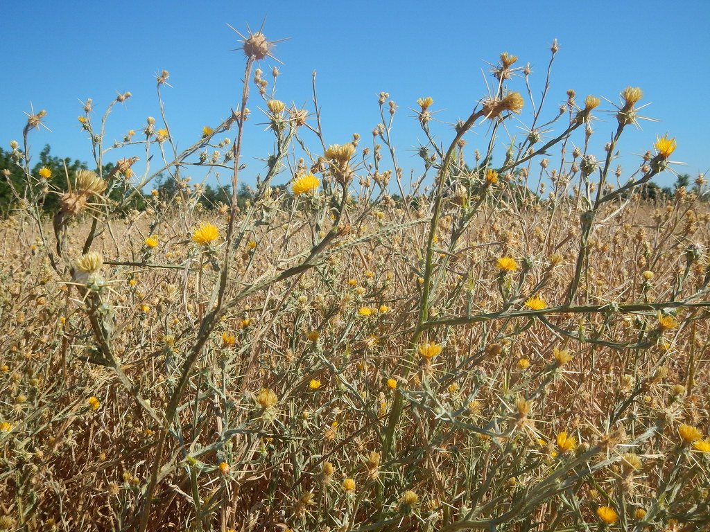 When Paradise Becomes a Prickly Prison (image credits: flickr)