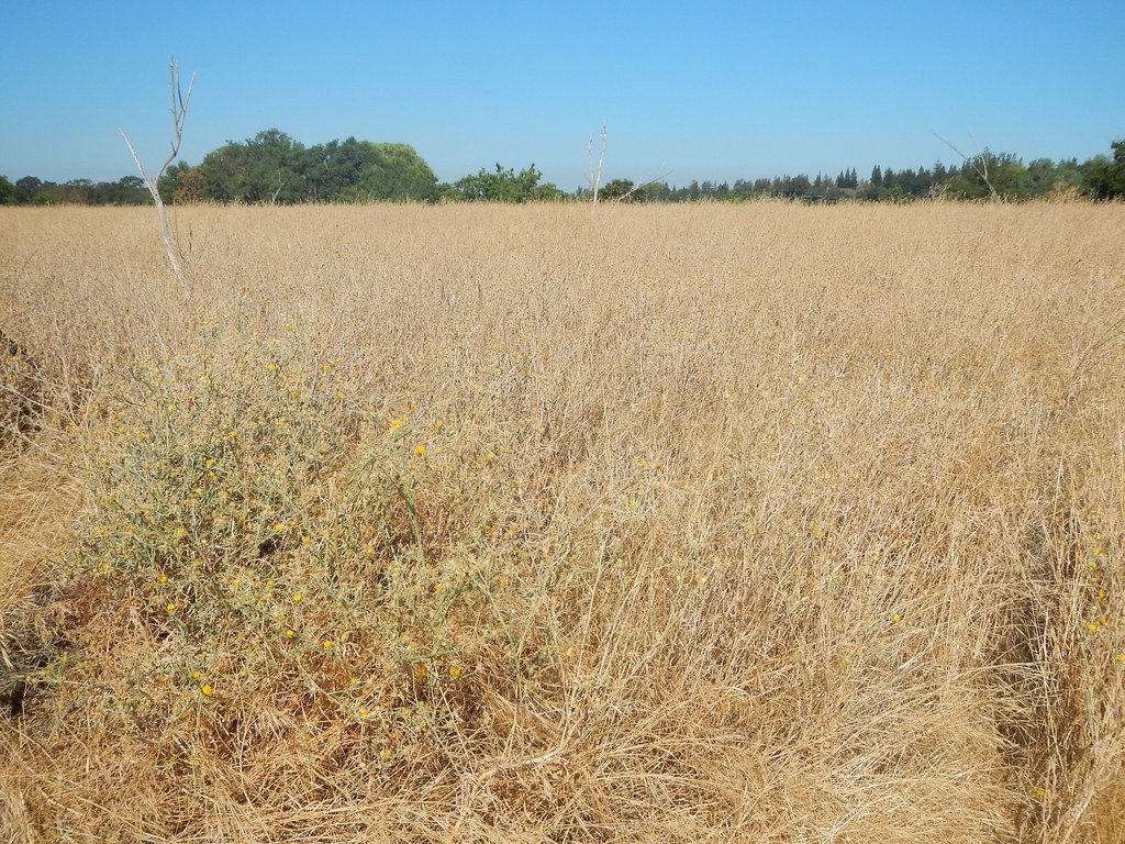 Chemical Warfare in the Soil (image credits: flickr)