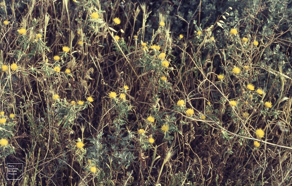The Grazing Disaster That Keeps Getting Worse (image credits: flickr)