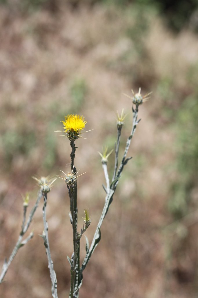 Biological Control: Unleashing Tiny Warriors (image credits: flickr)