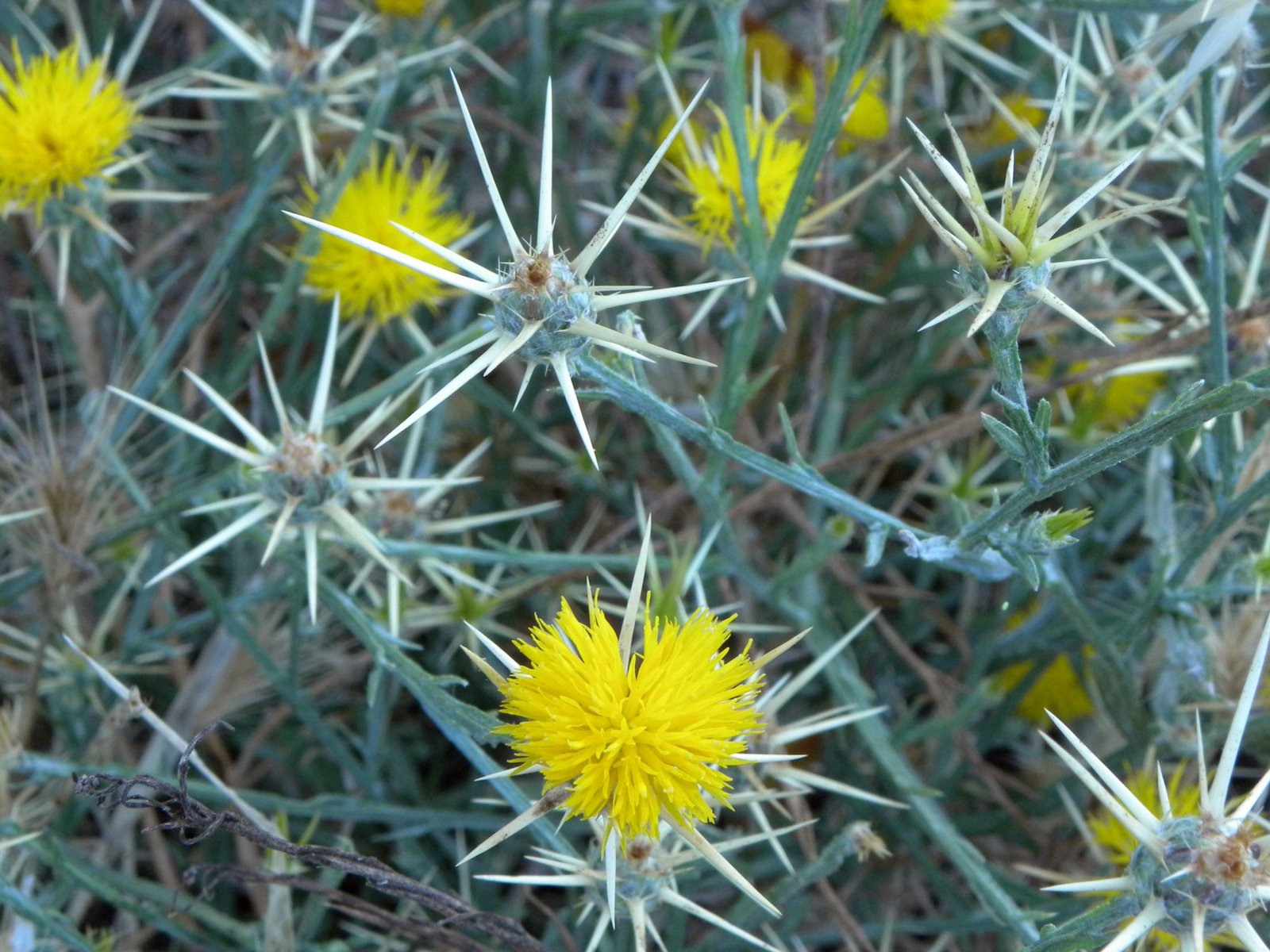 Mechanical Warfare: When Humans Fight Plants (image credits: By MARELBU, CC BY 3.0, https://commons.wikimedia.org/w/index.php?curid=53755028)