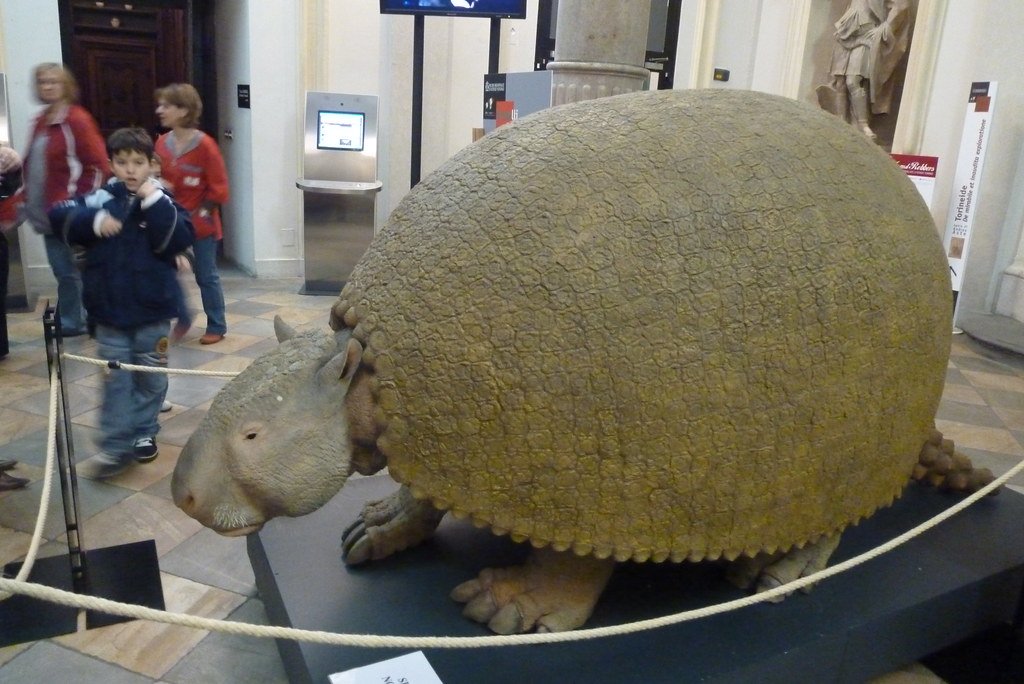 Glyptodon: Nature's Living Fortress (image credits: flickr)