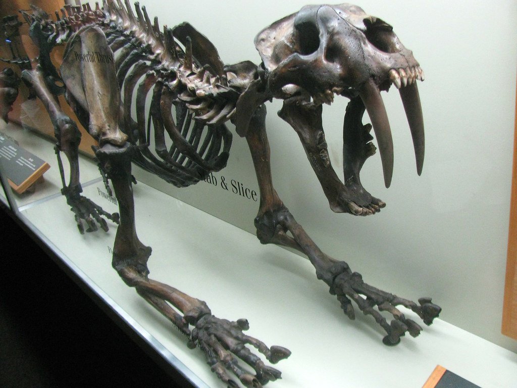 Saber-Toothed Cats: The Ultimate Predators (image credits: flickr)