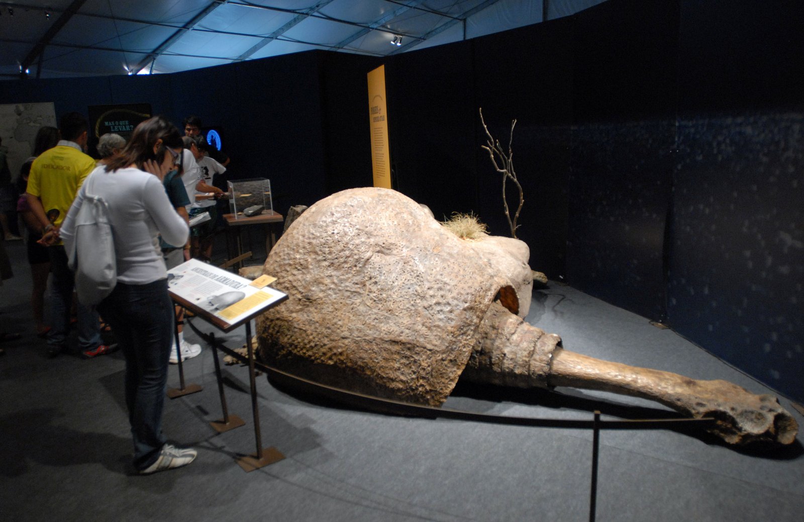 Doedicurus: The Mace-Tailed Titan (image credits: By Foto: Wilson Dias/Abr, CC BY 3.0 br, https://commons.wikimedia.org/w/index.php?curid=5246086)