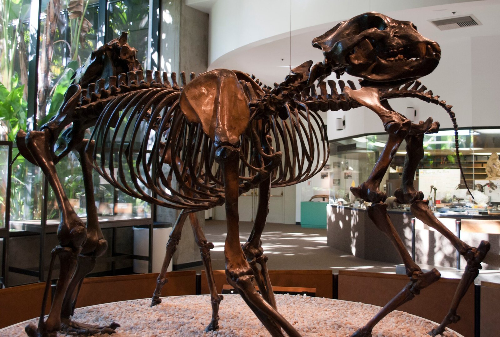The Giant Short-Faced Bear: South America's Apex Predator (image credits: wikimedia)