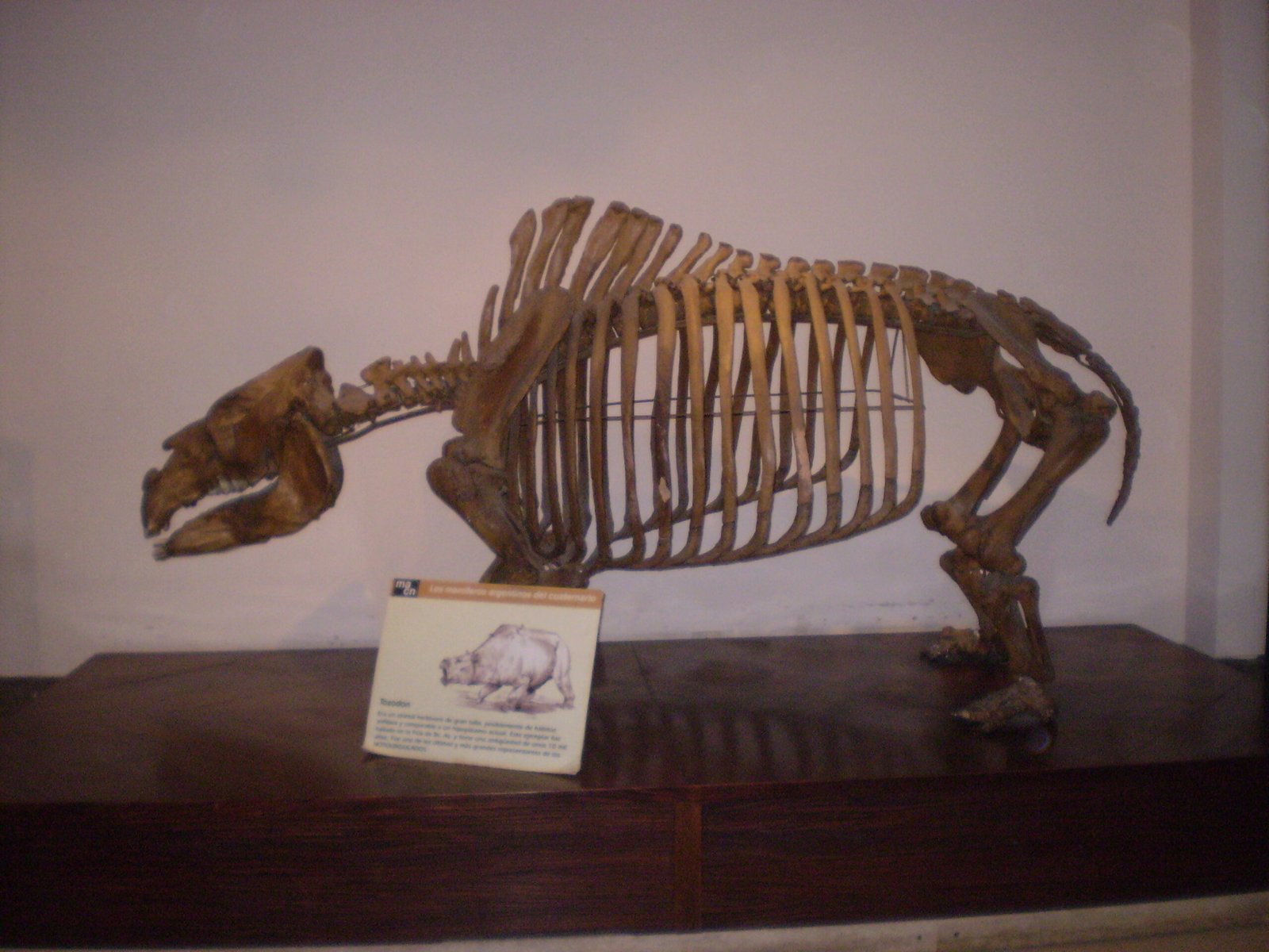 Toxodon: The Hippo-Rhino Hybrid (image credits: By Claudio Elias, Public domain, https://commons.wikimedia.org/w/index.php?curid=3843955)