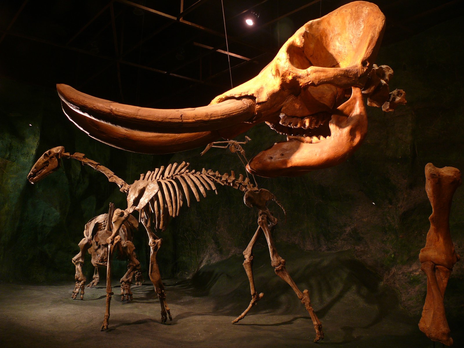 Macrauchenia: The Elephant-Camel of the Pampas (image credits: wikimedia)