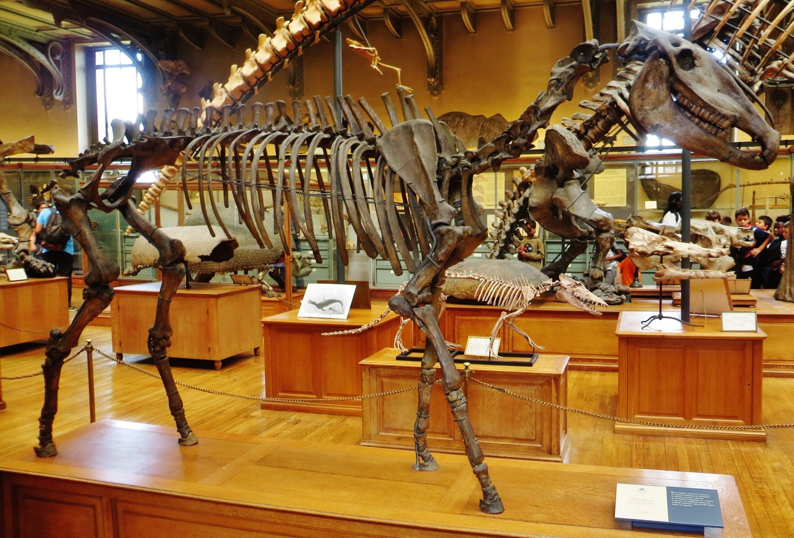 Hippidion: The Last of South America's Horses (image credits: wikimedia)