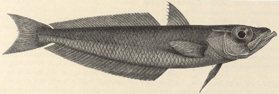 How Blue Blood Actually Works (image credits: Résultats du voyage du S.Y. Belgica en 1897-1898-1899 : sous le commandement de A. de Gerlache de Gomery. Rapports scientifiques publiés aux frais du gouvernement belge, sous la direction de la Commission de la Belgica, Public domain, https://commons.wikimedia.org/w/index.php?curid=12562441)