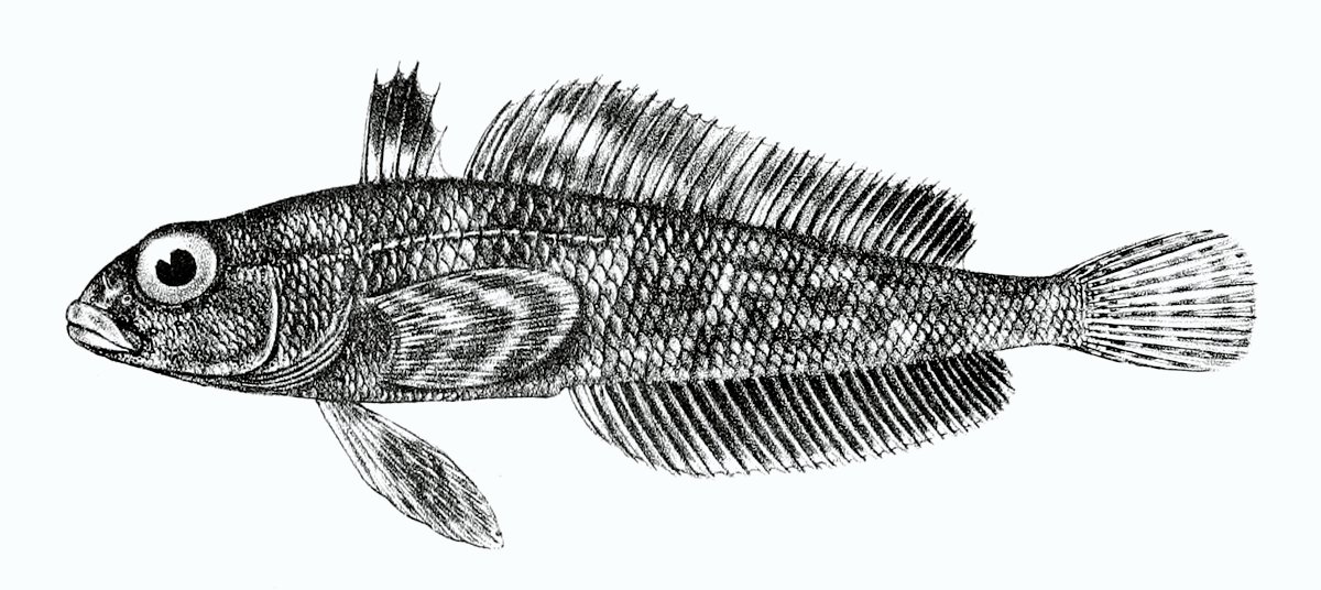 Surviving in Earth's Most Hostile Waters (image credits: wikimedia)