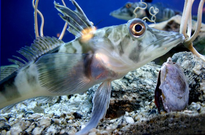 Skin That Breathes Like Gills (image credits: Copyrighted free use, https://commons.wikimedia.org/w/index.php?curid=492078)
