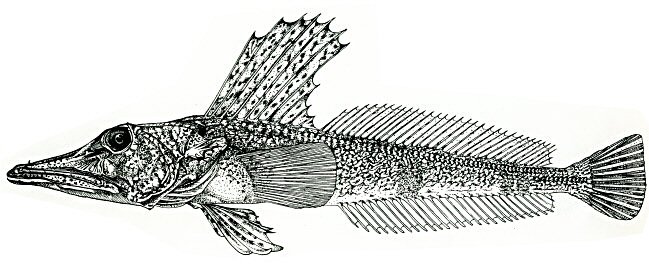 Ecosystem Role in Antarctic Waters (image credits: wikimedia)