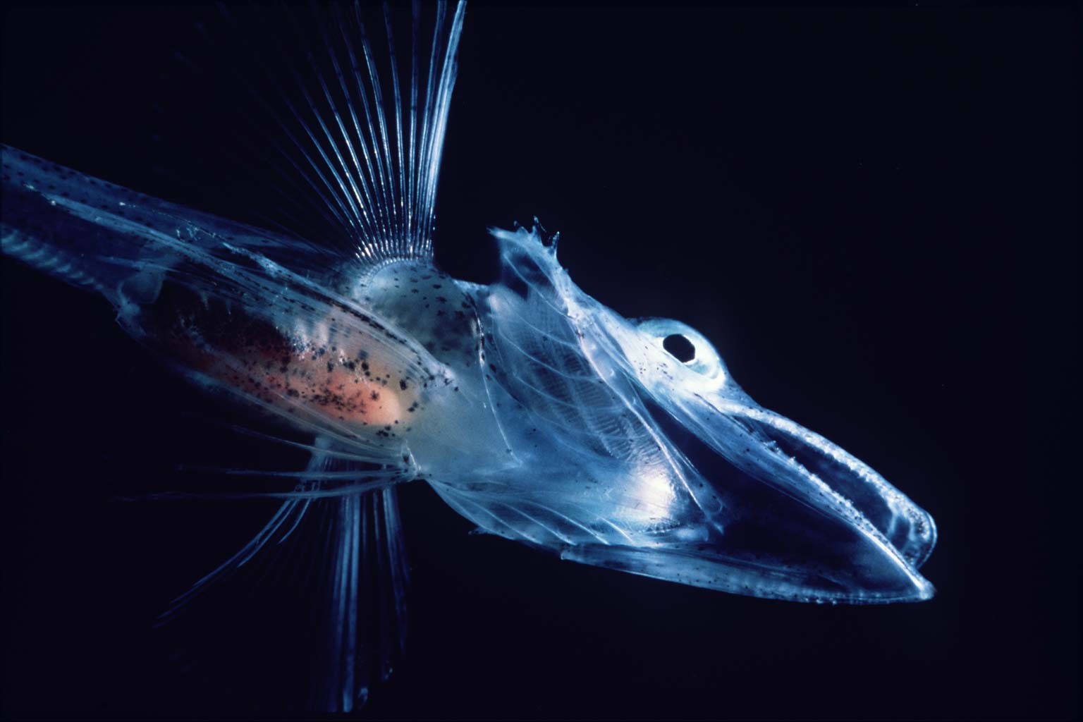 This Deep-Sea Creature Has Transparent Bones and Blue Blood