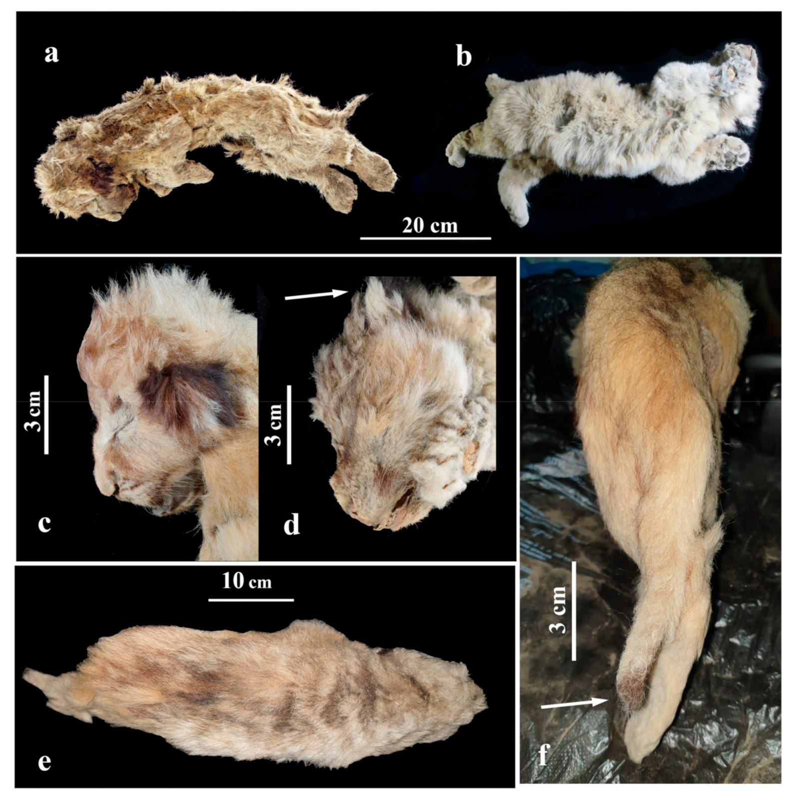 Cave Lions: Frozen Cubs Hold Genetic Secrets (image credits: Gennady G. Boeskorov, Valery V. Plotnikov, Albert V. Protopopov, Gennady F. Baryshnikov, Philippe Fosse, Love Dalén, David W. G. Stanton, Innokenty S. Pavlov, Naoki Suzuki and Alexey N. Tikhonov: The Preliminary Analysis of Cave Lion Cubs Panthera spelaea (Goldfuss, 1810) from the Permafrost of Siberia. Quaternary 4 (3), 2021, pp. 24 (fig. 6), doi:10.3390/quat4030024, CC BY 4.0, https://commons.wikimedia.org/w/index.php?curid=108188714)