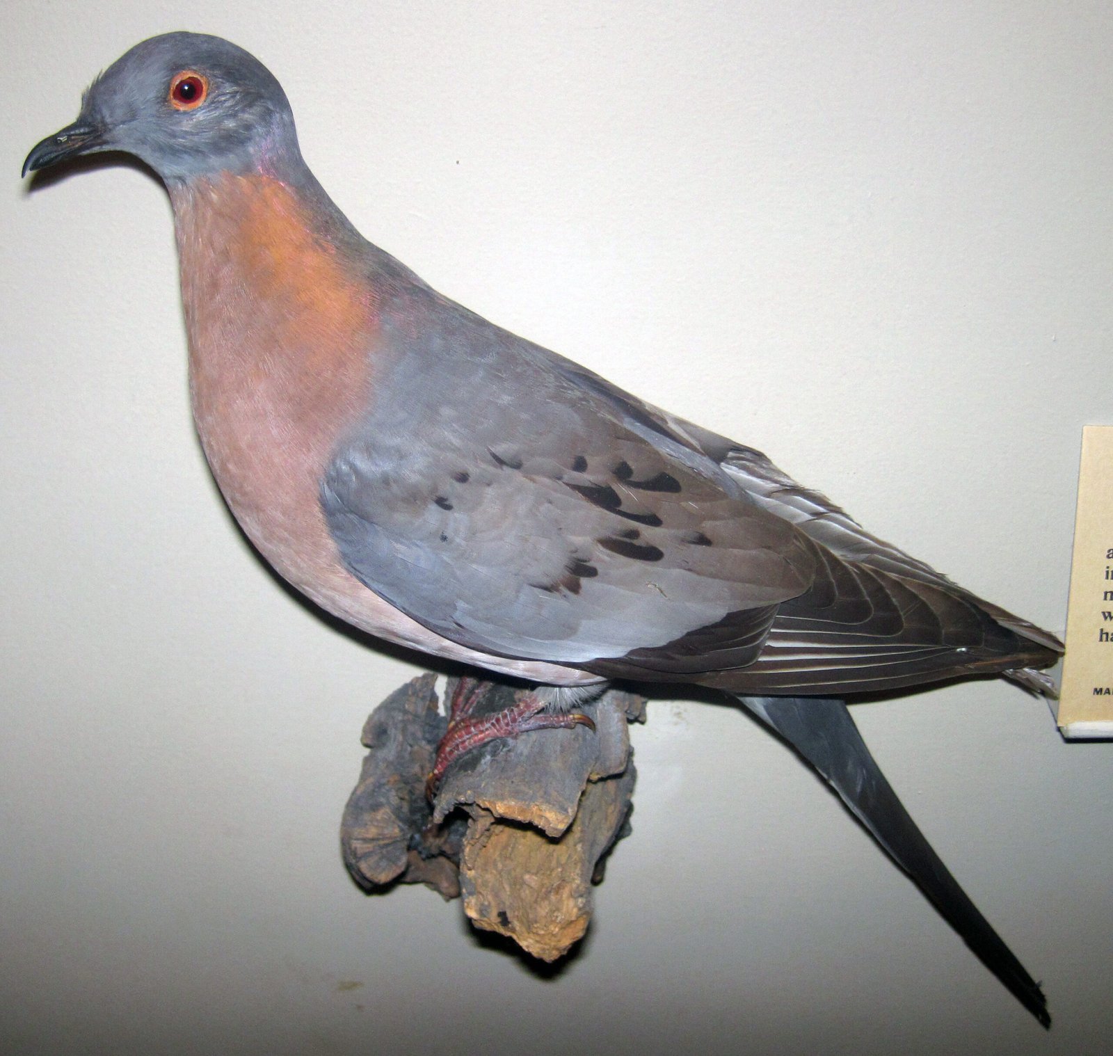 Passenger Pigeons: From Billions to Zero to Maybe Again (image credits: wikimedia)