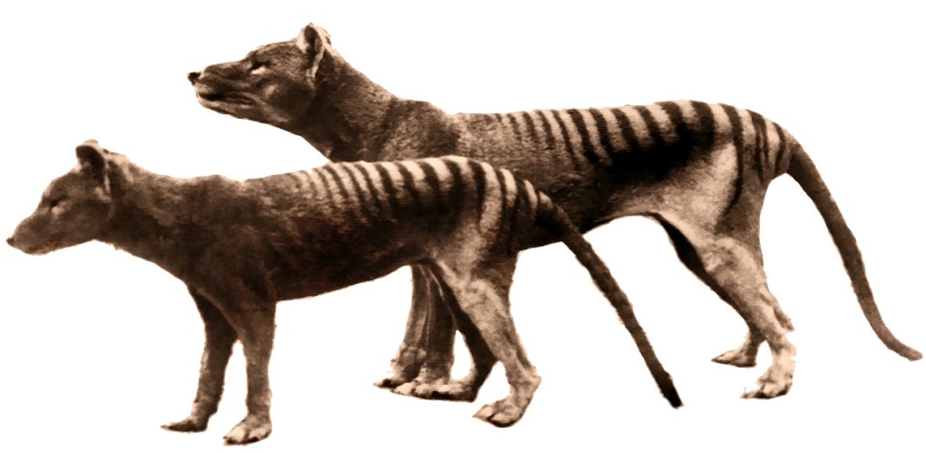 Thylacines: The Tasmanian Tiger's Genetic Resurrection (image credits: wikimedia)
