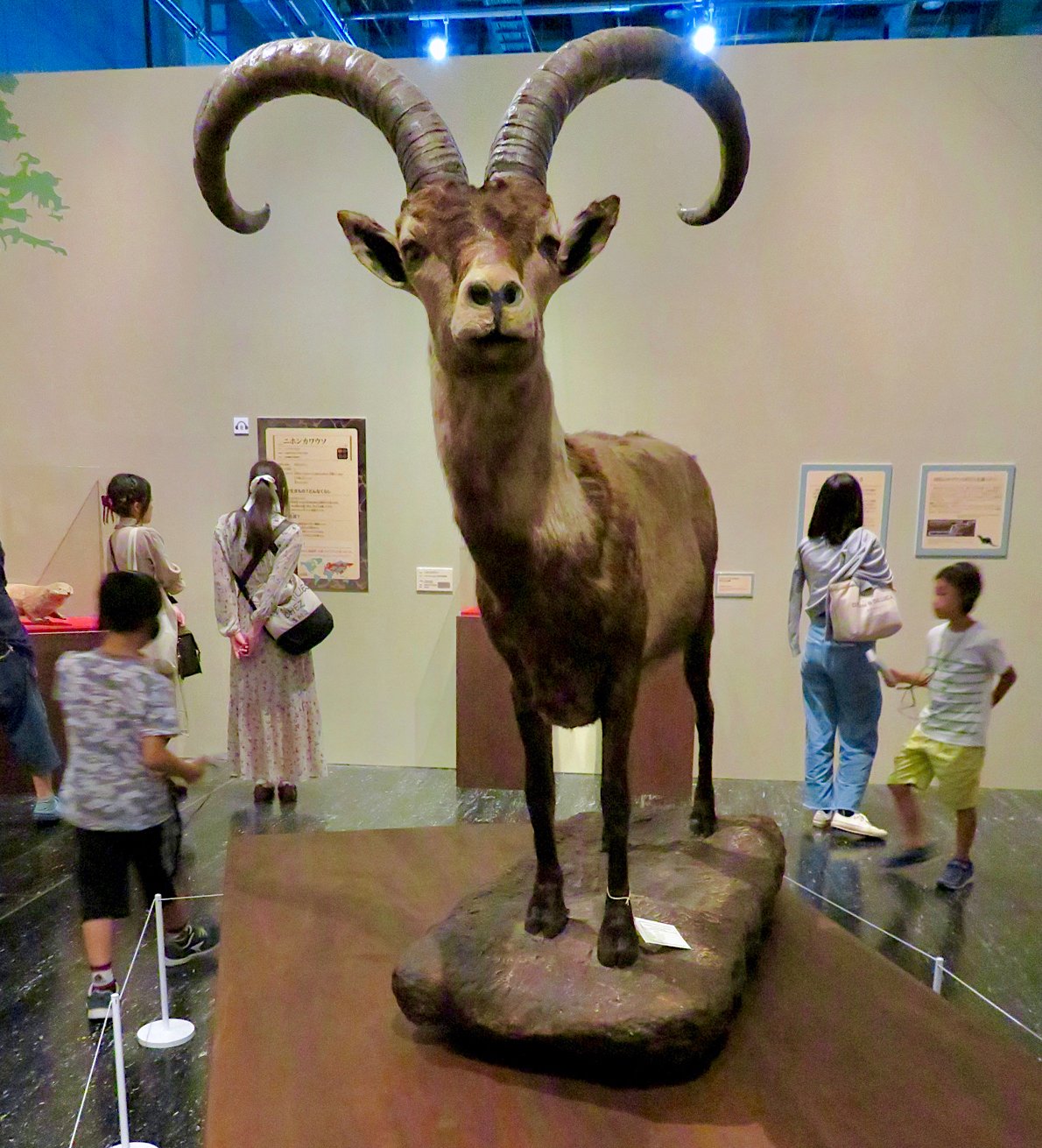 Pyrenean Ibex: The First Successful De-Extinction (image credits: wikimedia)