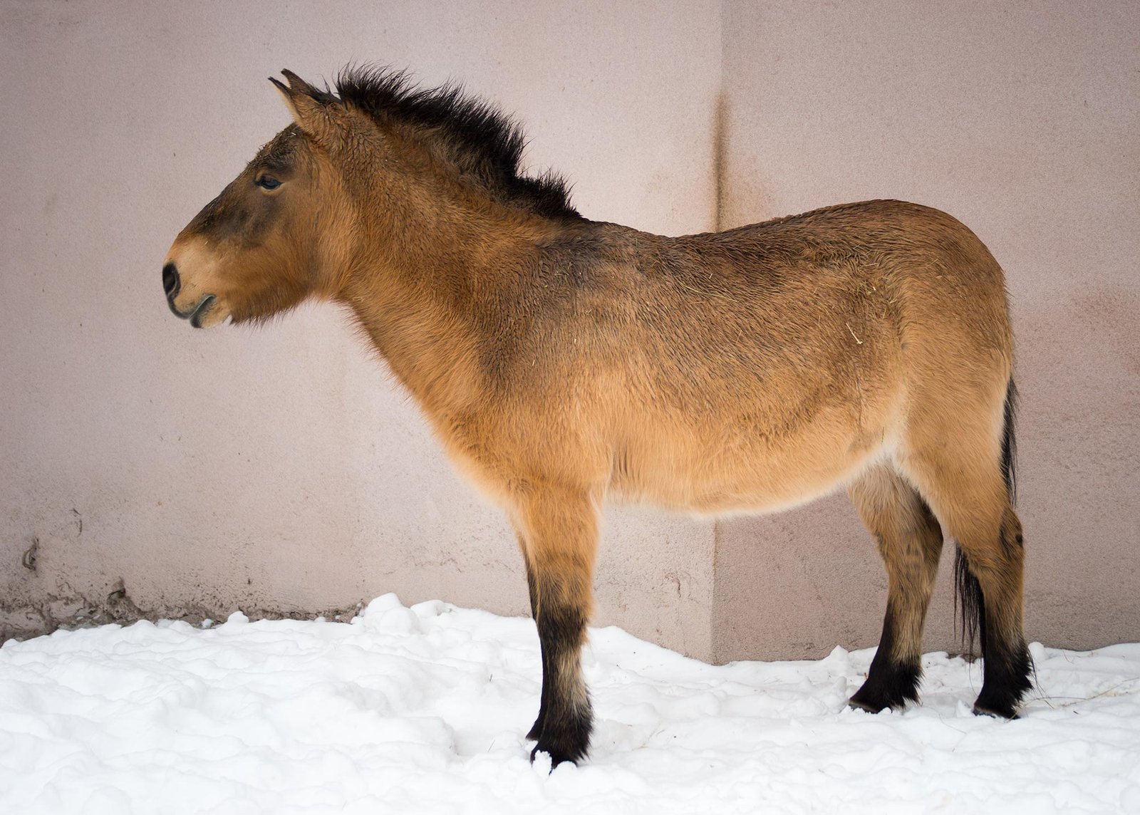 6 Ancient Species Scientists Recently Brought Back to Life (Kind Of)