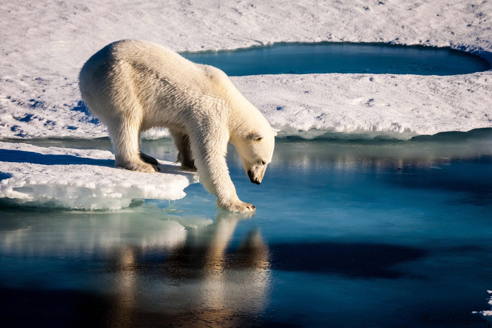 How Polar Bears Shape Arctic Marine Ecosystems (image credits: wikimedia)