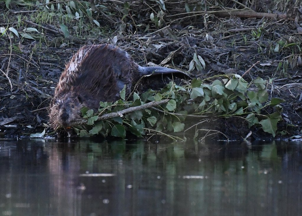 How Beavers Create Biodiversity Hotspots (image credits: flickr)
