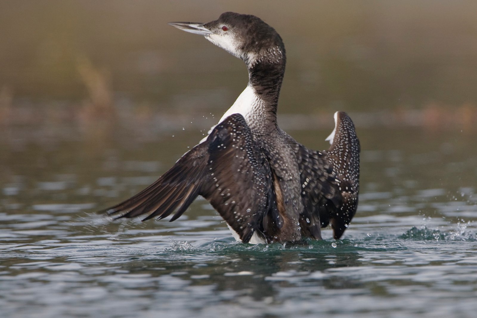 Loon Conservation and Habitat Protection (image credits: wikimedia)